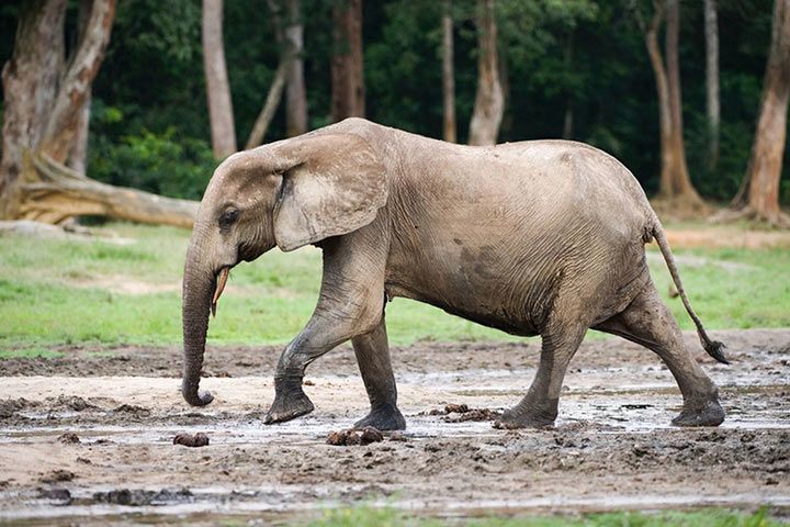 Waldelefant Tier Steckbrief Grosse Aussehen Nahrung