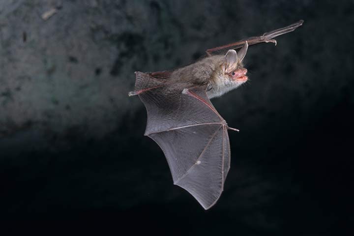 Bechsteinfledermaus