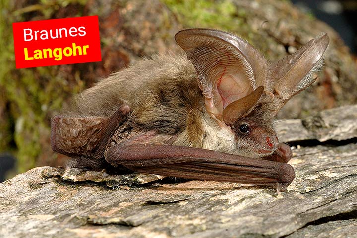 Von allen Fledermäusen hat das Braune Langohr die längsten Ohren
