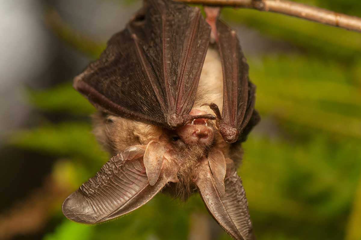 Fledermaus