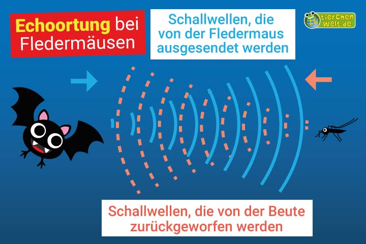 Fledermaus Körperbau und Aussehen