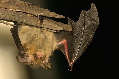 Fledermaus
