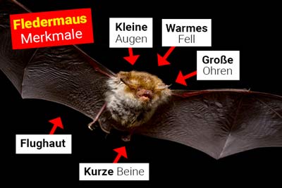 Fledermaus Körperbau und Aussehen