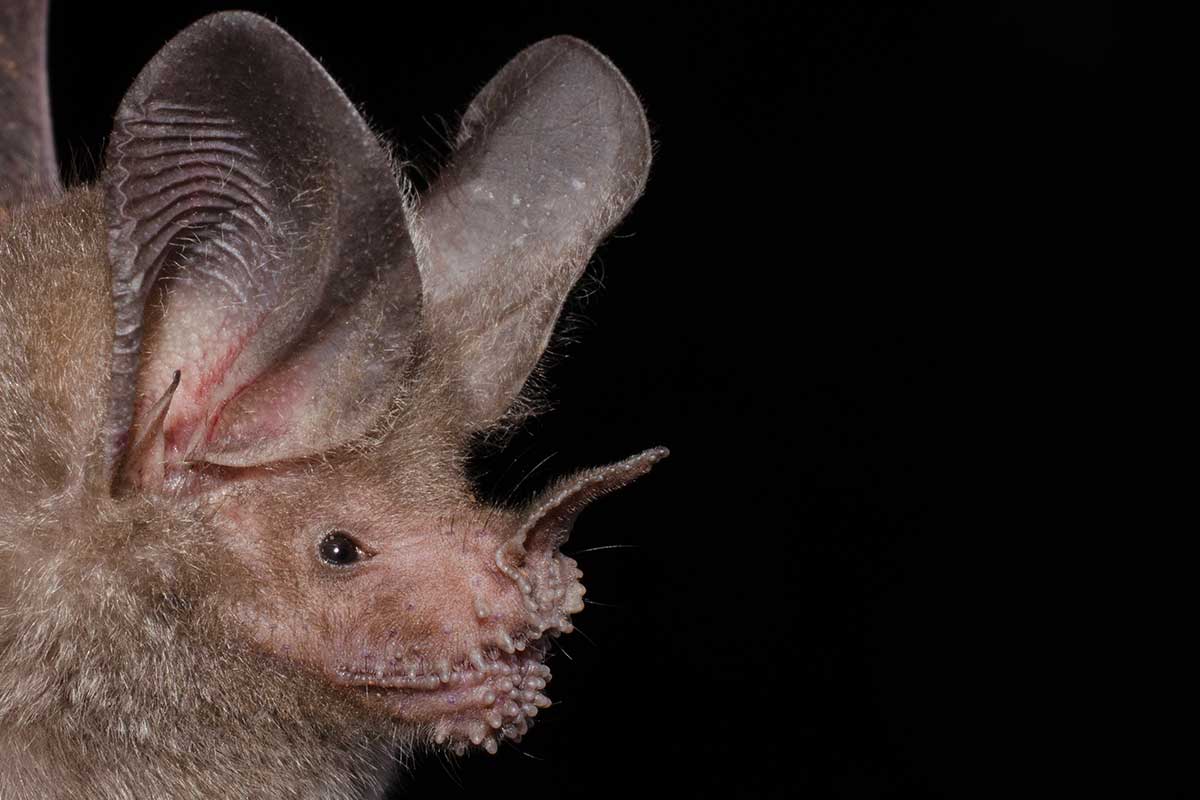 Fransenlippenfledermaus