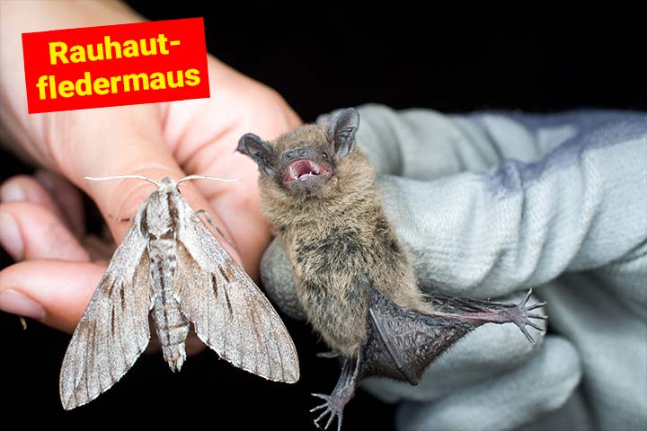 Rauhautfledermaus