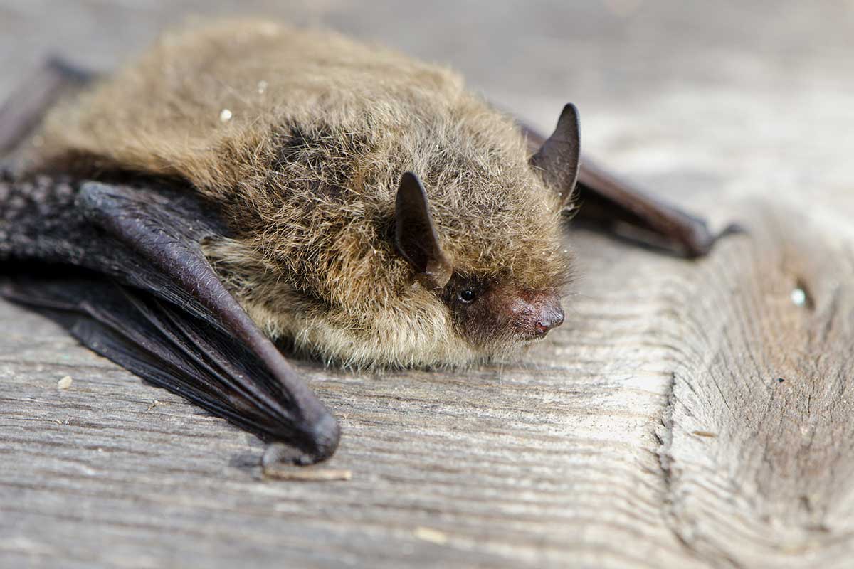 Rauhautfledermaus