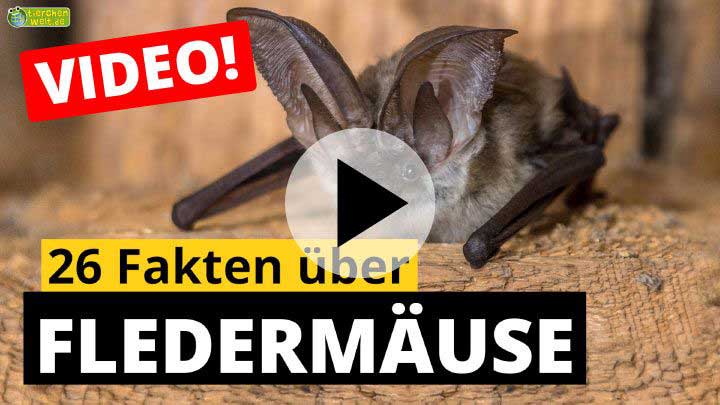 Fledermaus-Video - 28 Fakten über Fledermäuse