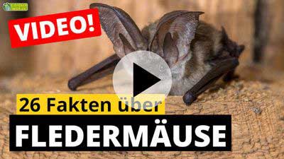 26 Fakten über Fledermäuse