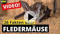 Video Fledermaus