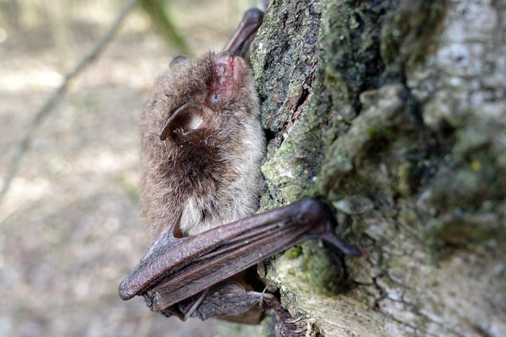 Wasserfledermaus