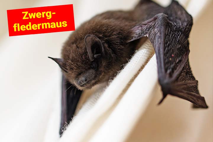 Zwergfledermaus