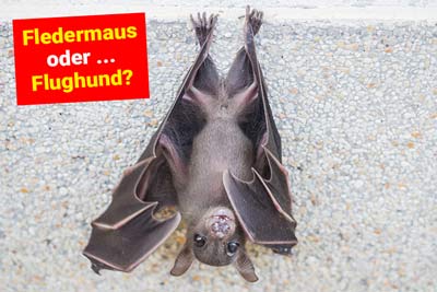 Fledermaus oder Flughund? - Wo ist der Unterschied?
