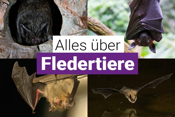 Alles über Fledertiere
