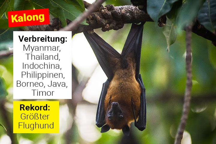 Kalong-Flughund