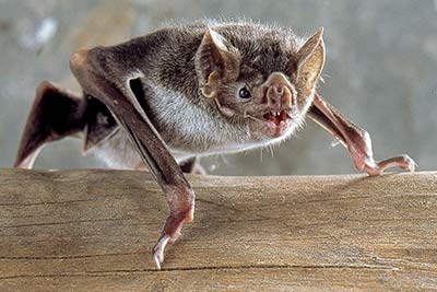 Vampirfledermaus-Steckbrief