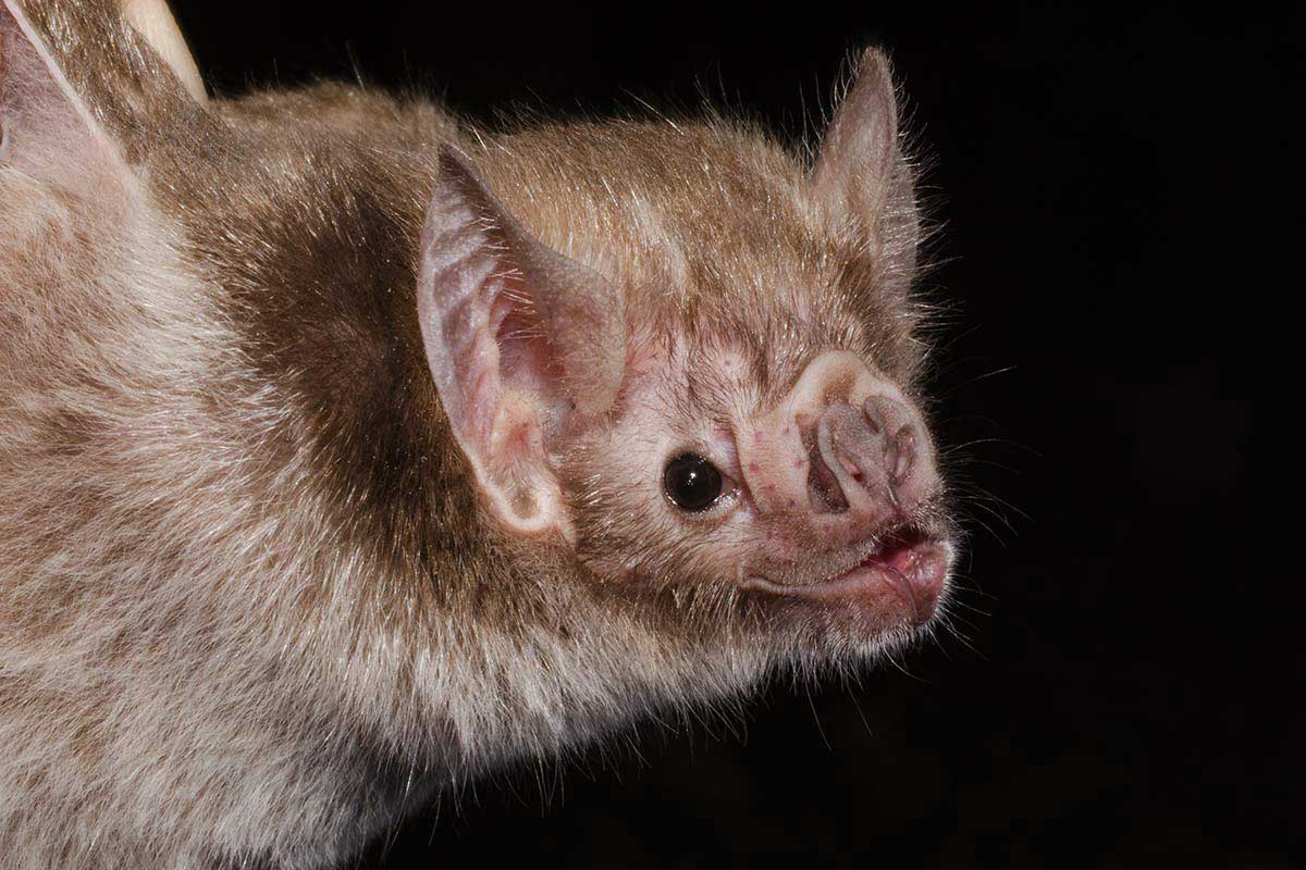 Vampirfledermaus