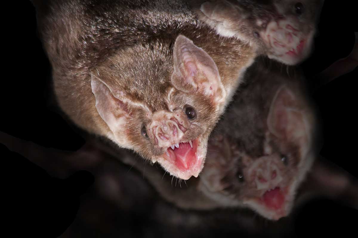 Vampirfledermaus