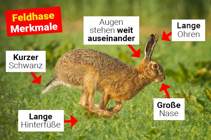 Feldhase Merkmale