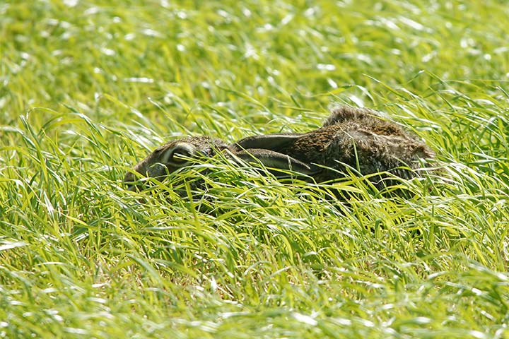 Ein Feldhase versteckt sich im hohen Gras