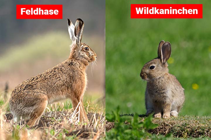 Feldhase oder Wildkaninchen – Wo ist der Unterschied?