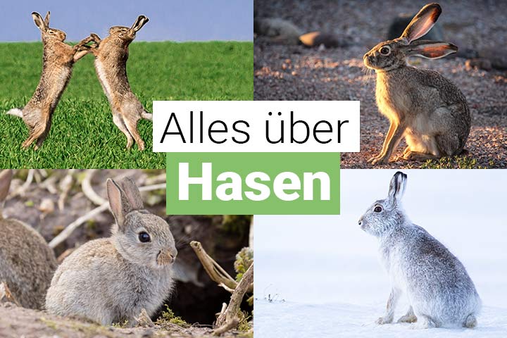 Alles über Hasen und Kaninchen