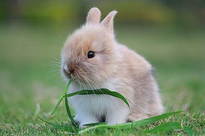 Kaninchen-Steckbrief