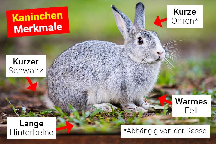 Kaninchen Merkmale