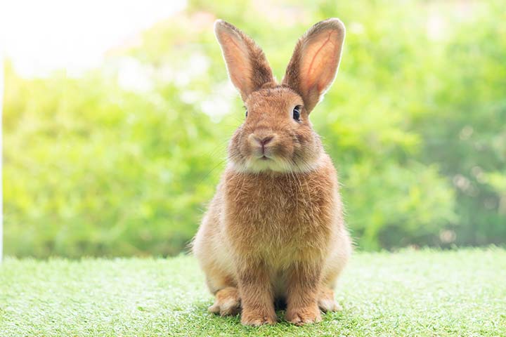 Ein braunes Kaninchen im Gras