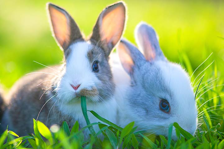 Zwei Kaninchen kuscheln im Gras