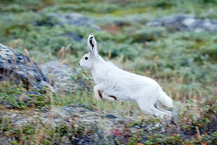 Polarhase flieht vor einem Raubtier