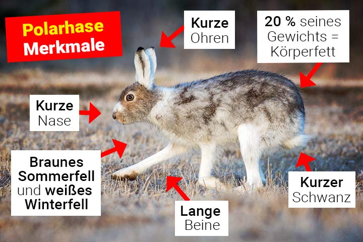 Polarhase Merkmale