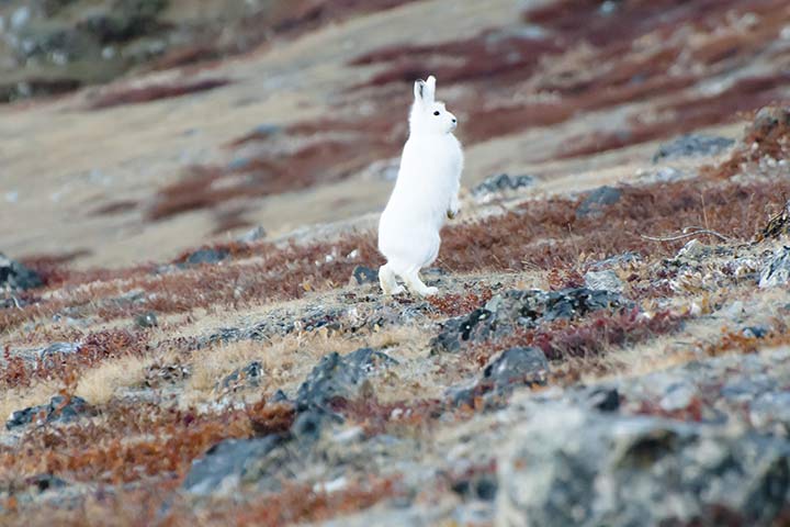 Polarhase hält Ausschau nach Raubtieren