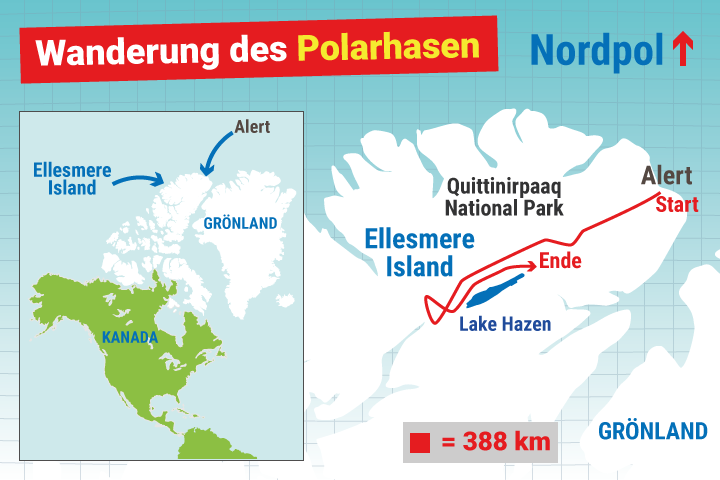 Wanderung des Polarhasen