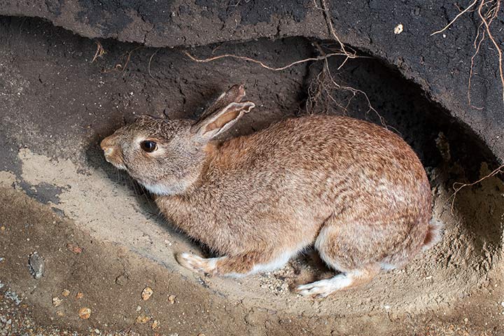 Wildkaninchen in seinem Bau