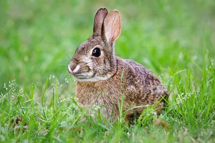 Wildkaninchen