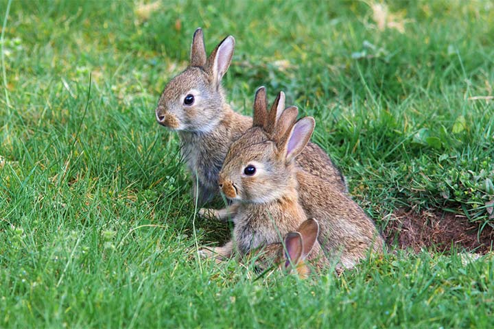 Wildkaninchen vor ihrem Bau