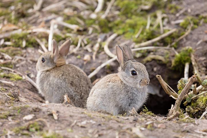 Wildkaninchen