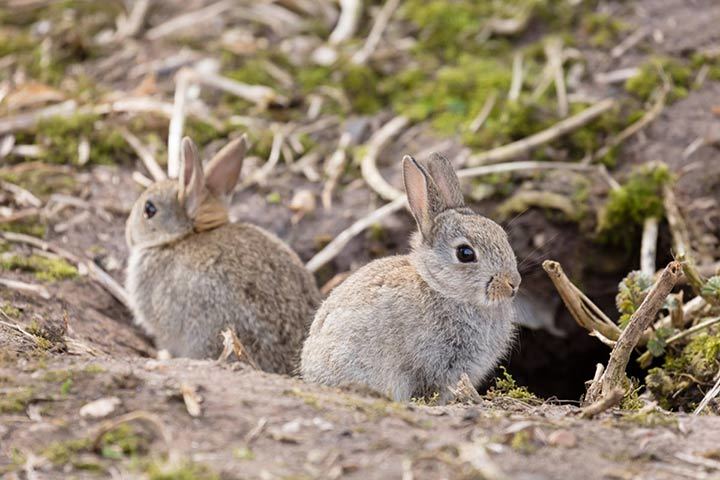 Wildkaninchen