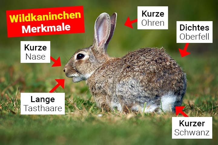 Wildkaninchen
