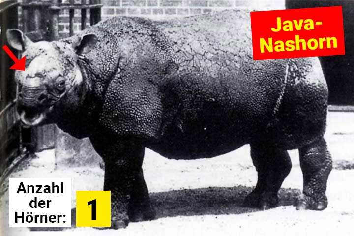 Java-Nashorn