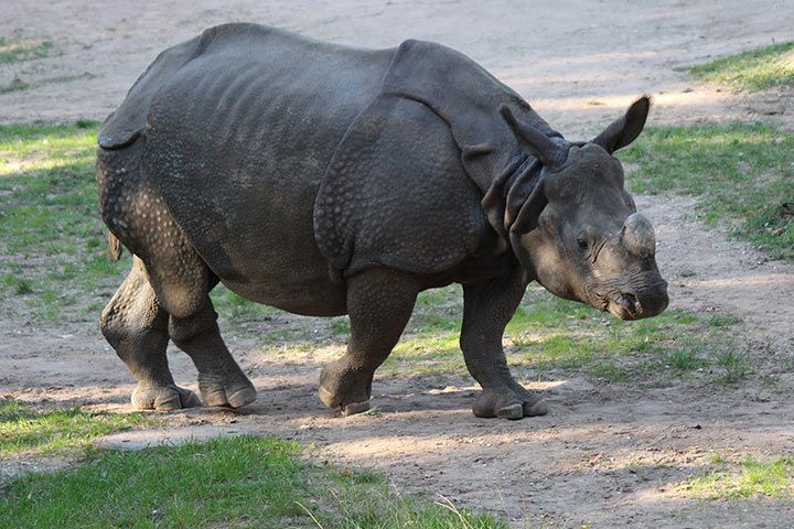 Panzernashorn