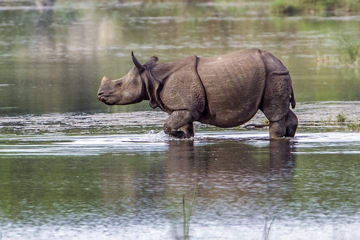 Panzernashorn