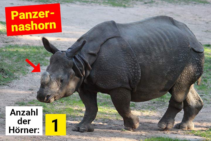 Panzernashorn