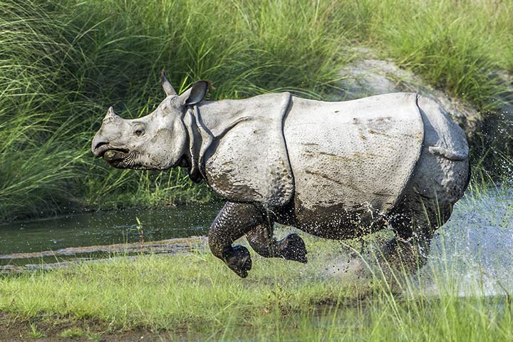 Panzernashorn