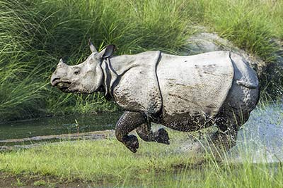 Asiatisches Nashorn