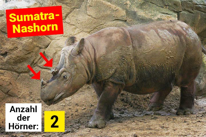 Sumatra-Nashorn