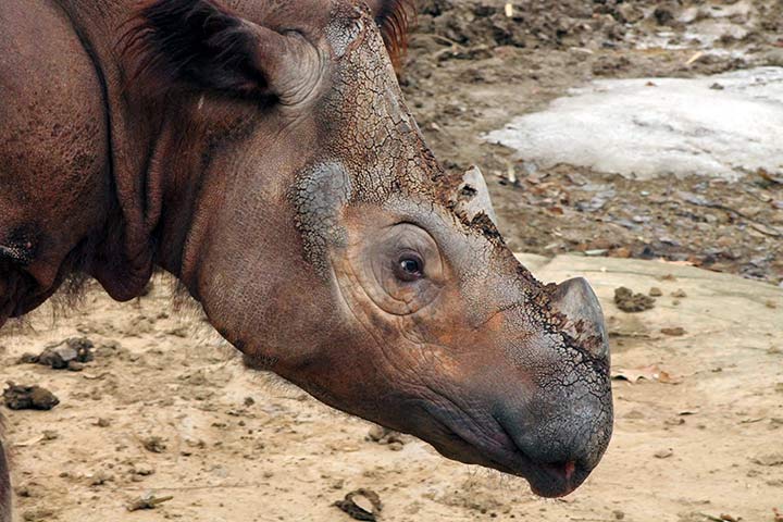 Sumatra-Nashorn