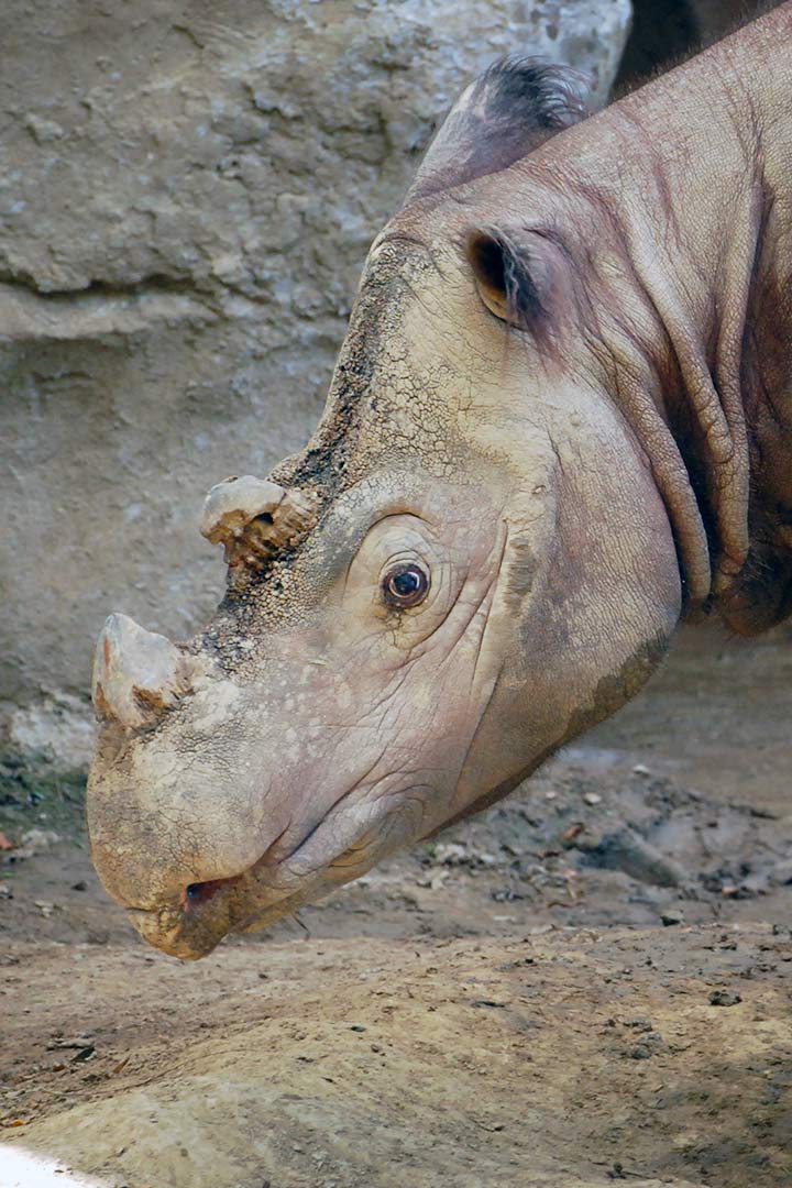 Sumatranashorn