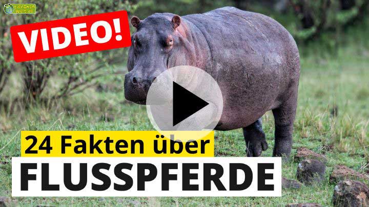 Video Flusspferde