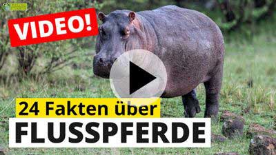 Video Flusspferde